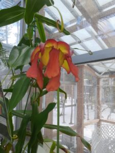 食虫植物の一種のサラセニアの花。朱色の花弁で変わった形をした花が咲いている