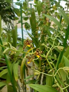 アンセリア　アフリカーナは花弁が豹のような模様の花がいくつも花茎についている洋ランの一種。