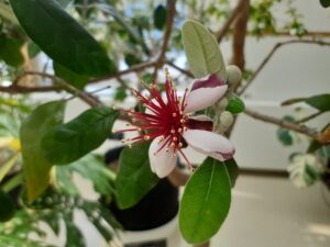 フェイジョアの中が濃いピンク、外側が薄いピンクの少し丸まった花びらが5枚と中央に真っ赤なしべがたくさん集まった花が咲いている