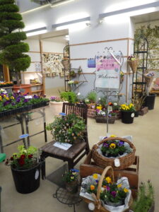 「春のパンジー・ヴィオラ展」開催＆園内開花情報