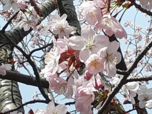 センター横サクラ