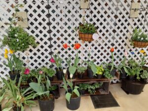 ビオラとチューリップ