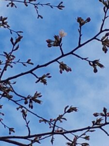 サクラの一番花