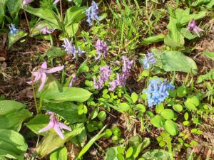 赤紫色のエゾエンゴサク