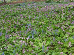 カタクリとエゾエンゴサクのブロック