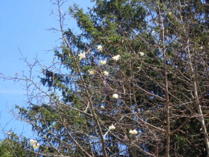 キタコブシの花