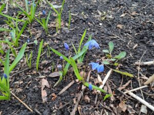 シラーシビリカ (1)