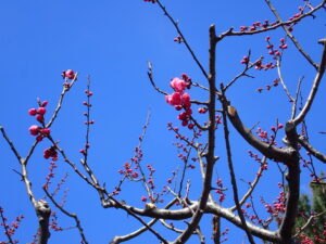 開きかけの梅の花