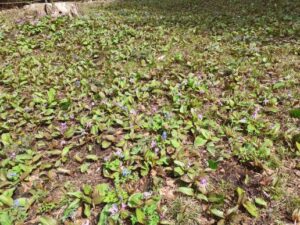 カタクリエゾエンゴサクブロック状況 (3)