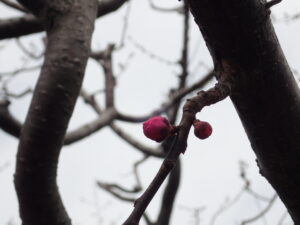 ウメの蕾