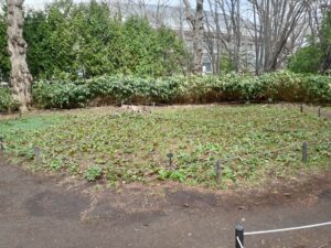 カタクリエゾエンゴサクブロック状況 (2)