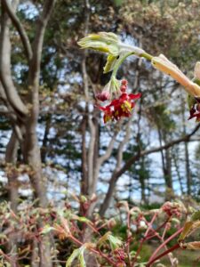 ハウチワカエデの花
