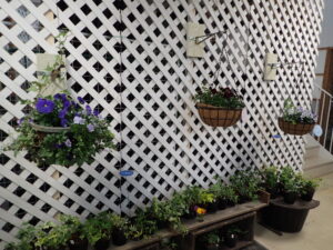 R7春のパンジー・ヴィオラ展　ベランダ風