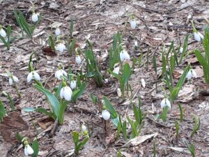 スノードロップヤチダモ並木