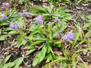 ショウジョウバカマ (1)