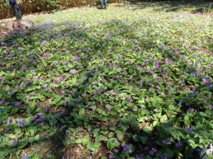 カタクリエゾエンゴサクブロック