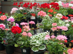 葉に斑入りのゼラニウム。赤、サーモン、桃など多くの色がそろう。