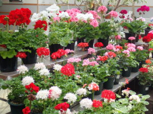 もみじの形の葉、星のような細かい花弁の花などが魅力的なゼラニウム。