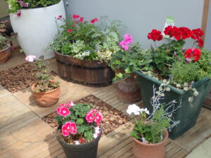 中庭をイメージした展示。こちらはコンテナに寄せ植えしたゼラニウムを飾る様子を再現しています。