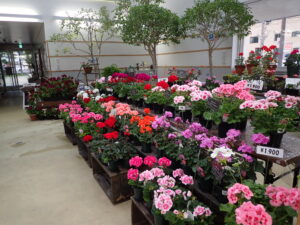 販売用ゼラニウムの鉢が並ぶ。赤、白、桃、藤色など多くの花色がそろっている。