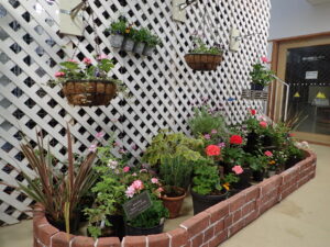 明日からゼラニウム展がはじまります。