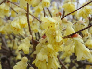 ヒュウガミズキ