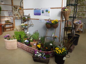 R7春のパンジー・ヴィオラ展　お庭風