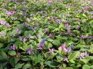 カタクリとエゾエンゴサク