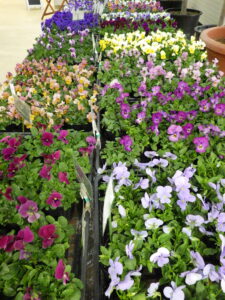 R7春のパンジー・ヴィオラ展　販売苗