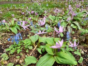 カタクリエゾエンゴサク