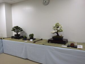 バラエティ盆栽展_会場内の大型盆栽とさつき盆栽がメイン