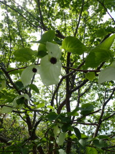 ハンカチノキの花のアップ
