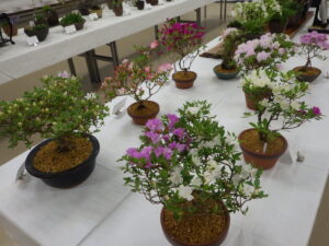 R7山野草展　ミヤマキリシマ