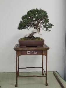 シャリのあるシンパク