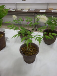 ルイヨウショウマ