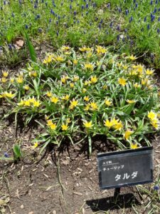 チューリップ’タルダ’