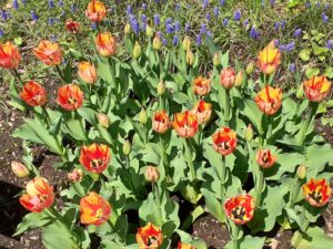 チューリップ’スプリングブレイク’