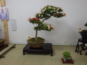 サツキの咲き分け