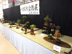 「バラエティ盆栽展」が始まります