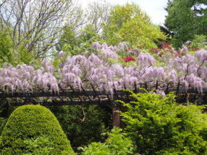 フジとハンカチノキが見ごろです