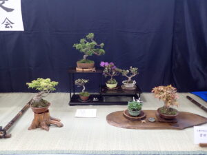 バラエティ盆栽展_小品盆栽の席