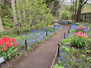 ムスカリの小径　見ごろになってきました