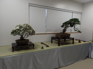 北海道の盆栽づくり5月展
