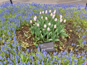 チューリップ’フレミングフラッグ’