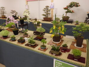 さつき花季展　山野草