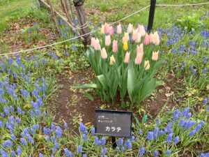 チューリップ’カラテ’