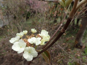 オオカメノキの花
