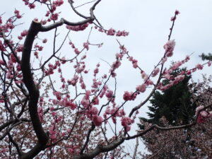 センター横八重咲のウメ