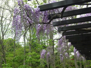 フジの花が垂れ下がっている様子