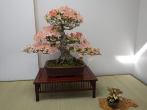 さつき花季展